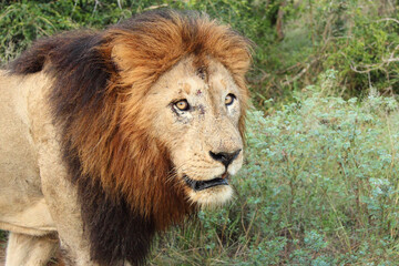 Afrikanischer Löwe / African lion / Panthera Leo.