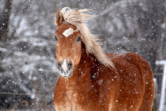 Haflinger im Schneegest&ouml;ber