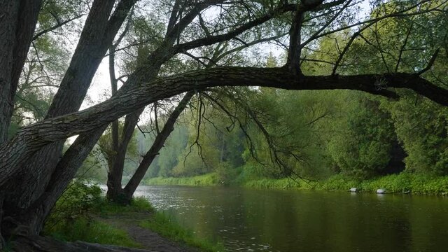 Morning in the woods along a quiet river