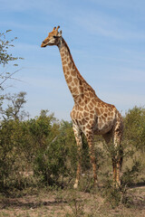 Giraffe / Giraffe / Giraffa camelopardalis