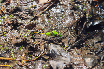 dragonfly on the ground