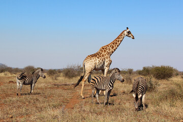 Giraffe und Steppenzebra / Giraffe and Burchell's zebra / Giraffa Camelopardalis et Equus burchellii