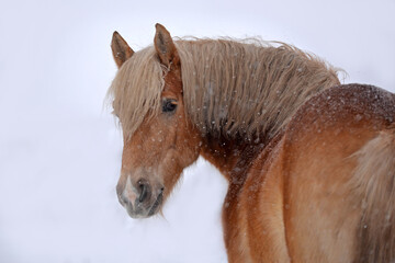 Haflinger im Schneegestöber © ScullyPictures