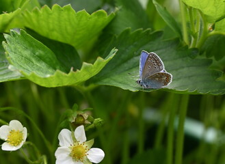 Der Bläuling, kleiner Schmetterling
