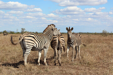 Fototapeta na wymiar Steppenzebra / Burchell's zebra / Equus burchellii....
