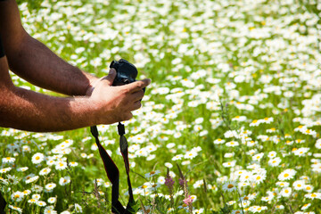 shoots in a chamomile field