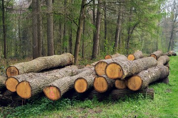 Oak logs, Oak wood logs for sale
