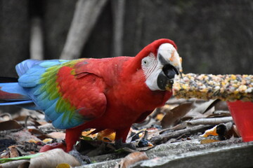 Naklejka premium Red and green Macaw eating seeds outdoors