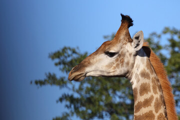 Giraffe / Giraffe / Giraffa camelopardalis