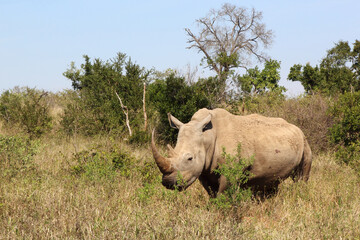 Fototapeta premium Breitmaulnashorn / Square-lipped rhinoceros / Ceratotherium Simum
