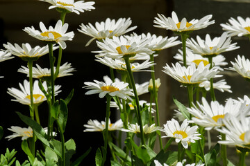 White daisies with yellow and green