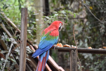 Red and green Macaw eating seeds outdoors