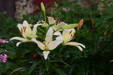 White summer lily