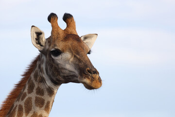 Obraz premium Giraffe / Giraffe / Giraffa camelopardalis