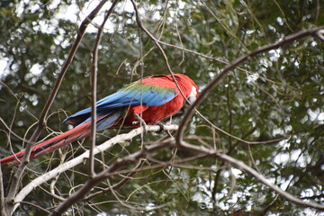 Red and green Macaw eating seeds outdoors