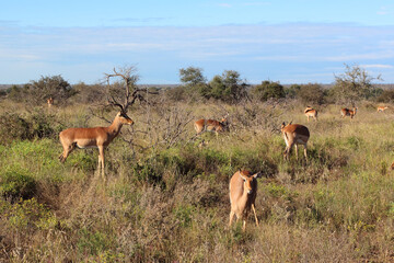 Naklejka premium Schwarzfersenantilope / Impala / Aepyceros melampus