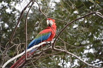 Red and green Macaw eating seeds outdoors