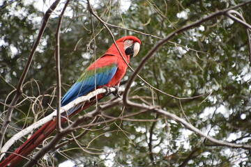 Red and green Macaw eating seeds outdoors
