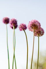Fototapeta premium Wild native beauty flower allium echinops thistle with nectar blooming in field