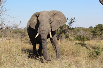 Fototapeta premium Afrikanischer Elefant / African elephant / Loxodonta africana