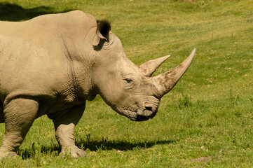 Fototapeta premium An incredible close-up side view of a rhinoceros on safari with large horns grazing and ears at attention. 