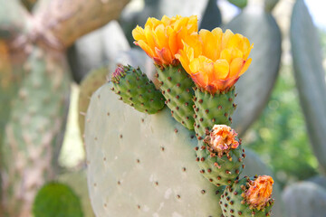 Profile view of  Prickly Pear cacti fruit with vibrant orange flowers blooming. Green prickly pear...