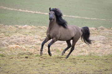 Kiger Mustang