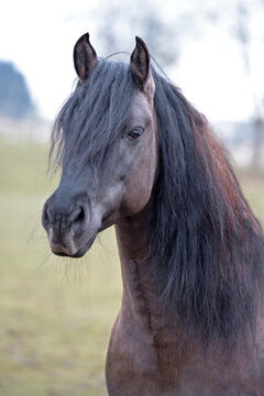 Kiger Mustang