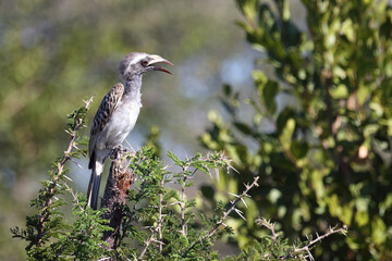 Grautoko / African grey hornbill / Tockus nasutus