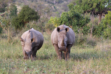 Breitmaulnashorn und Rotschnabel-Madenhacker / Square-lipped rhinoceros and Red-billed oxpecker / Ceratotherium Simum et Buphagus erythrorhynchus.