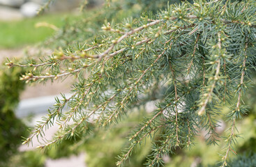 Pine buds. A new sprout on a pine branch. Shallow DOF macro