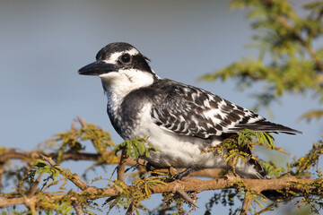 Graufischer / Pied kingfisher / Ceryle rudis