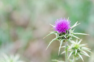Close-up of a thistle flower with selective focus