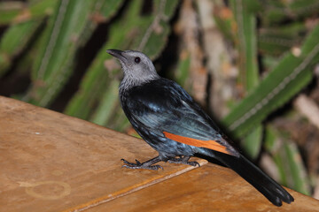 Rotschwingenstar / Red-winged starling / Onychognathus morio.