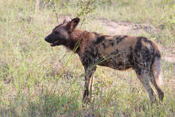 Afrikanischer Wildhund / African wild dog / Lycaon pictus.