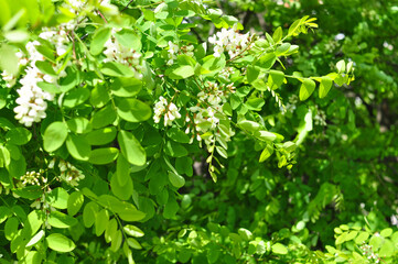 Acacia tree blooming in may in spring