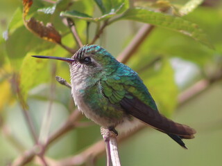 hummingbird on a branch