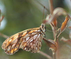 butterfly on leaf