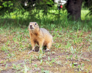 Naklejka na ściany i meble European gopher is sitting on the lawn looks at the camera. Close-up. Portrait of an animal.