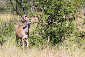 Großer Kudu / Greater kudu / Tragelaphus strepsiceros.