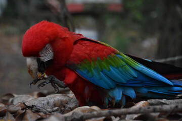 Red and green Macaw eating seeds outdoors	
