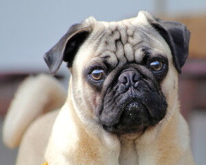 pug dog portrait
