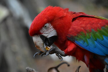 Red and green Macaw eating seeds outdoors	
