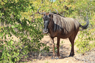 Streifengnu / Blue wildebeest / Connochaetes taurinus