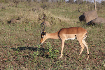 Schwarzfersenantilope / Impala / Aepyceros melampus...