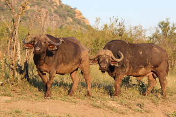 Kaffernbüffel und Rotschnabel-Madenhacker / African buffalo and Red-billed oxpecker / Syncerus caffer et Buphagus erythrorhynchus..