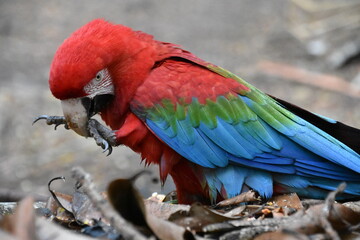 Red and green Macaw eating seeds outdoors	
