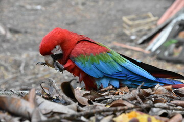 Red and green Macaw eating seeds outdoors	
