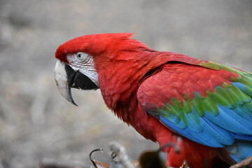 Red and green Macaw eating seeds outdoors	
