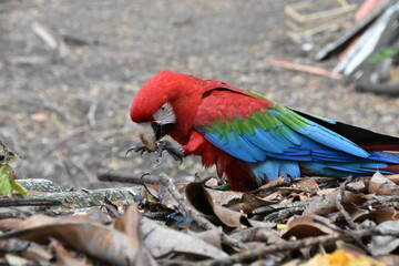 Red and green Macaw eating seeds outdoors	
